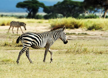 Tarangire National Park