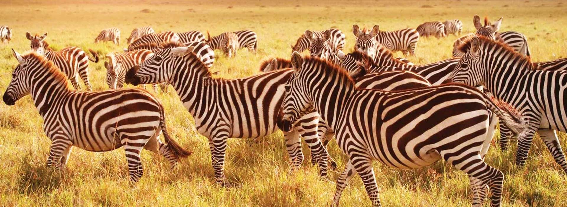 Arusha National Park | Big Expeditions and Safaris