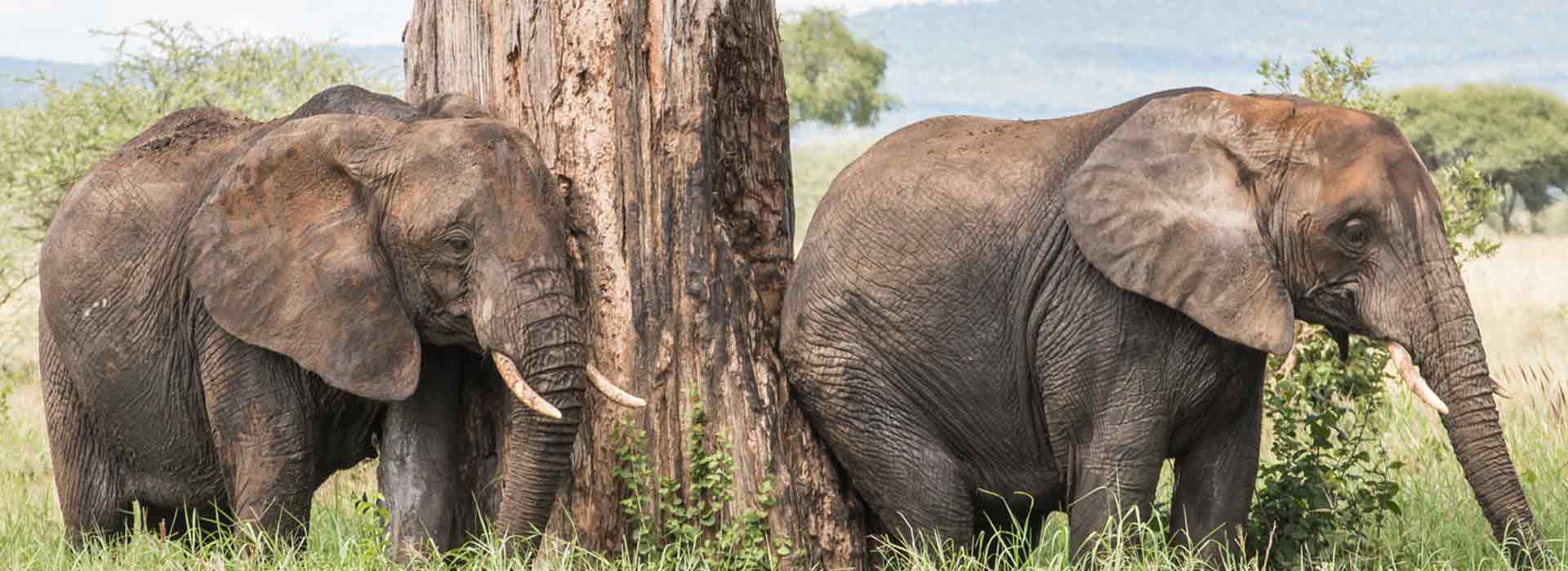 Tarangire National Park