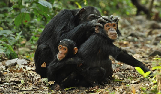 Gombe Steam National Park