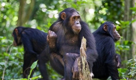 Gombe Steam National Park