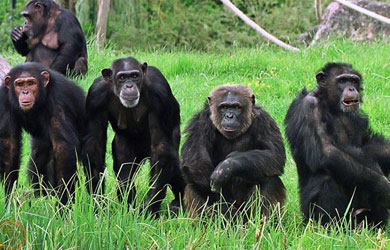 Gombe Steam   National Park