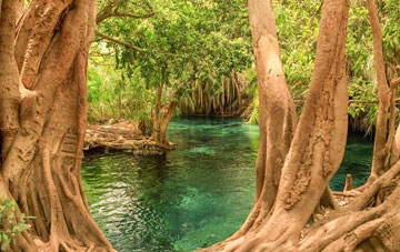  Kikuletwa Hot Springs