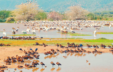 Lake Manyara National Park