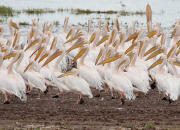 Lake Manyara National Park