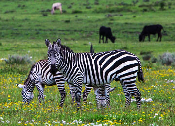 Tarangire National Park