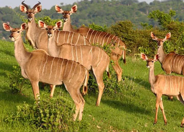 Tarangire National Park