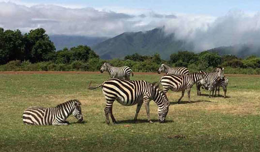 Saadani National Park