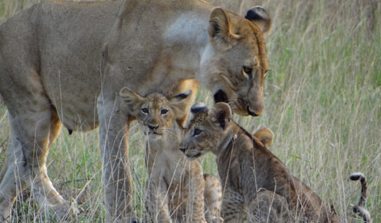 Saadani National Park