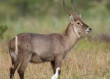 Saadani National ParK