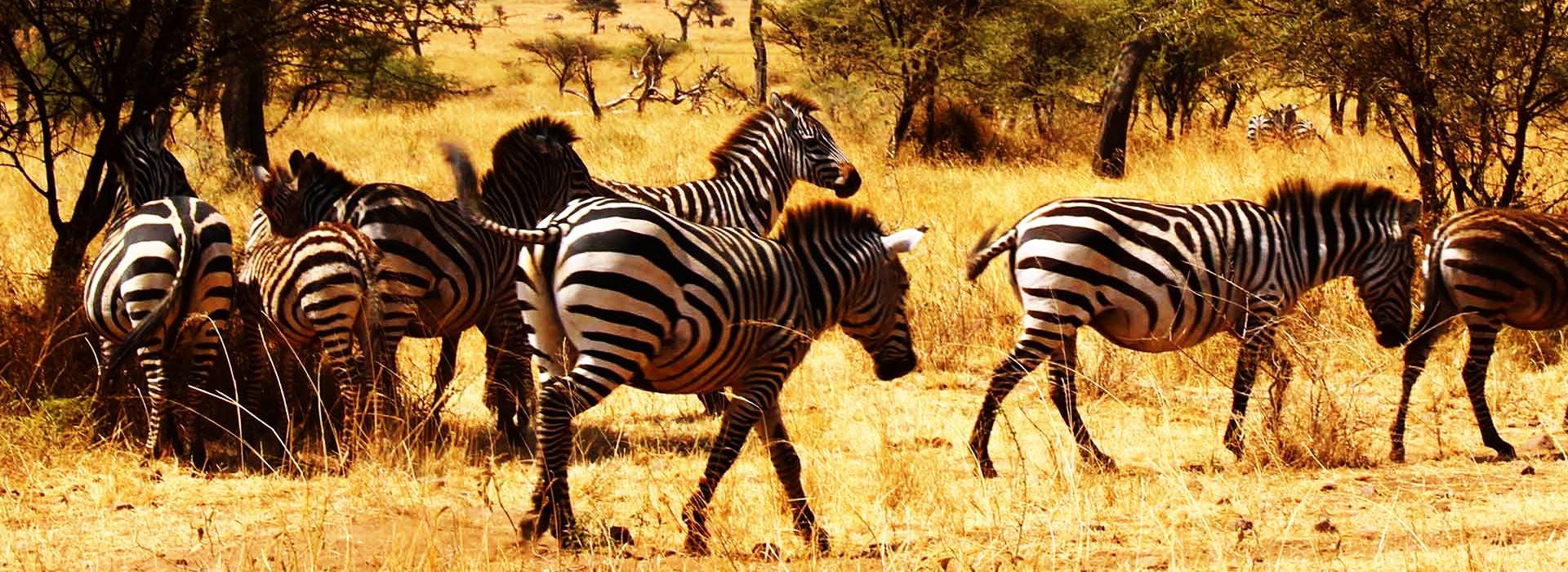 Saadani National Park