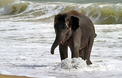 Saadani National Park