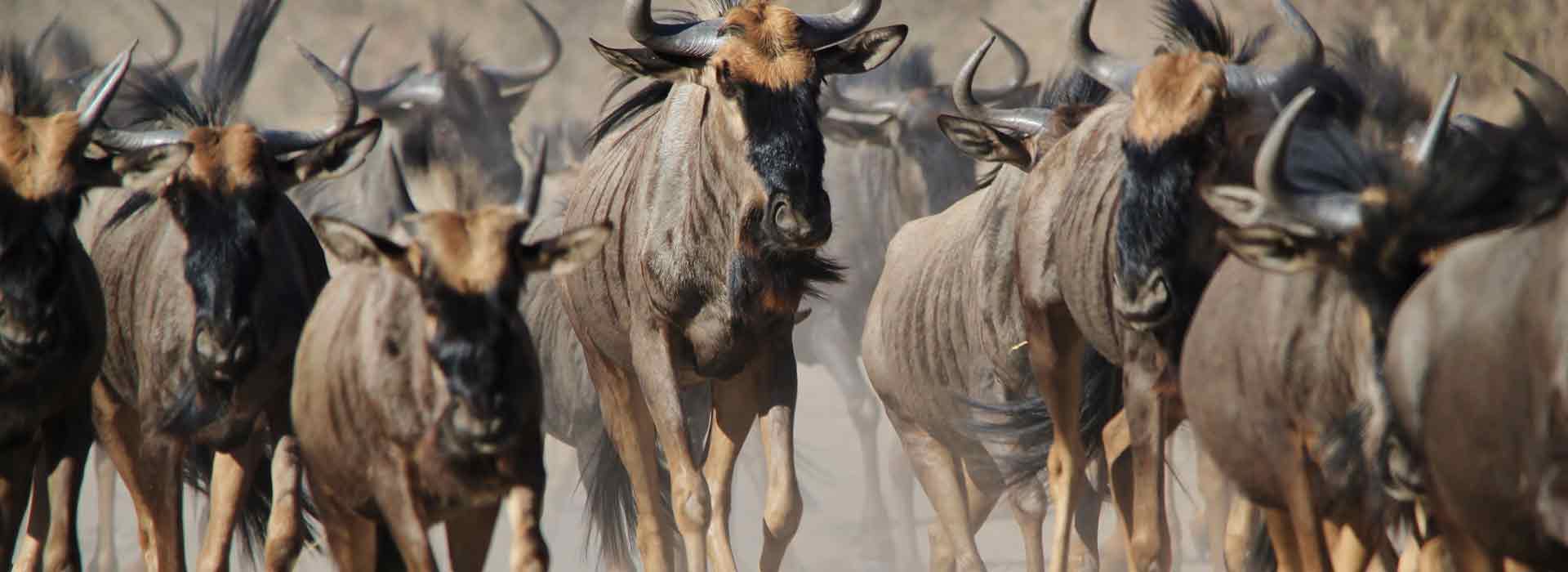 Wildebeest Migration Safaris