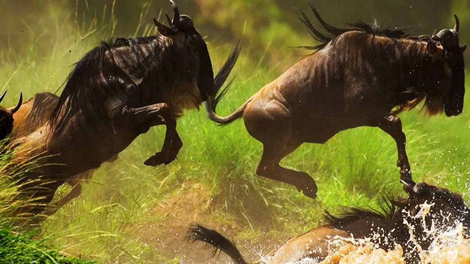 Wildebeest Migration Safaris