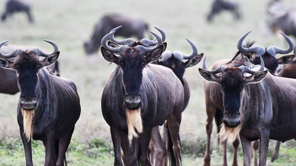 Wildebeest Migration Safaris