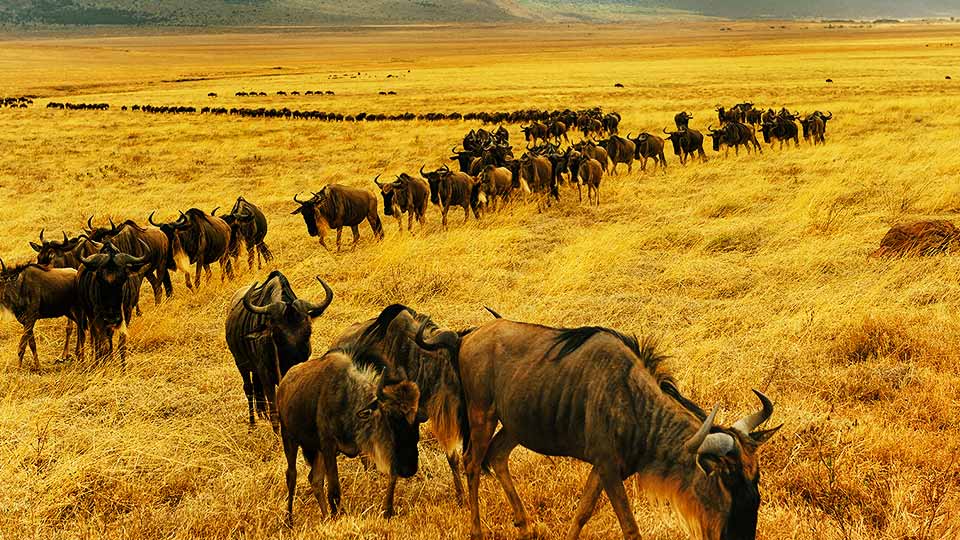 Wildebeest Migration Safaris