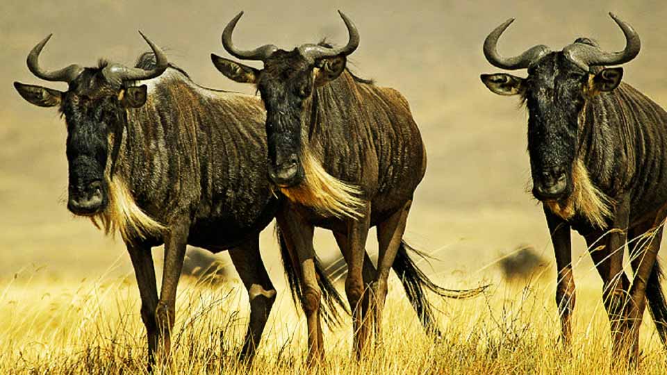 Wildebeest Migration Safaris