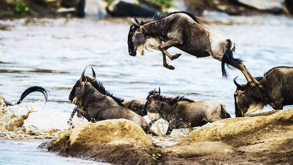 Wildebeest Migration Safaris