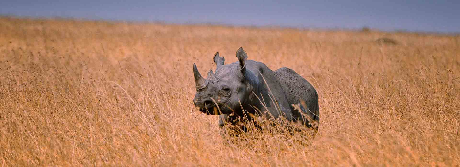 Tanzania Wildlife Safari