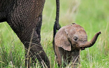 Tanzania Wildlife Safari