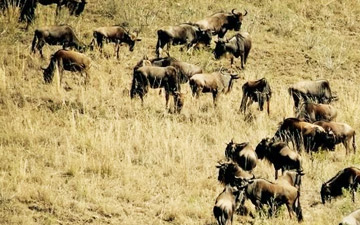 Wildebeest Migration Safaris