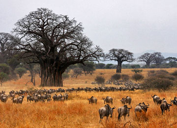 Serengeti National Park