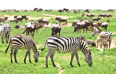 Serengeti National Park