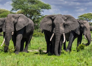 Tarangire National Park