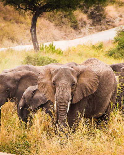 Tarangire National Park