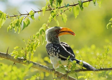 Udzungwa Mountain National Park