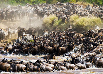 Wildebeest Migration Safaris